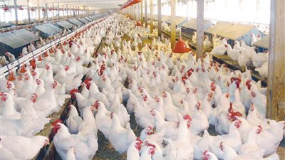استقرار أسعار الدواجن وسعر الكيلو يسجل 67 جنيهًا