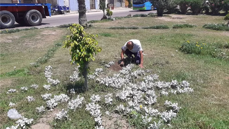 زراعة 135 ألف شجرة في الإسكندرية ضمن مبادرة 