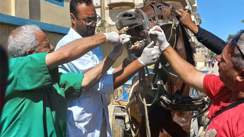 كلية الطب البيطري.. نظمت 9 قوافل بيطرية مجــانية للأهالي قرى أبيس في الإسكندرية