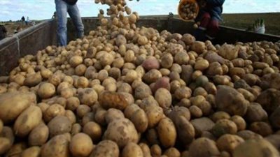 الصحة العالمية توجه تحذر عاجل من تناول البطاطس .. لهذا السبب