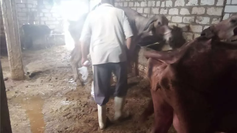 بيطري البحيرة: تحصين أكثر من 120 ألف رأس ماشية من الحمي القلاعية