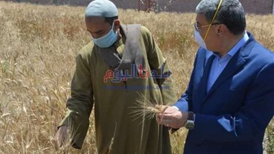 تموين القليوبية: الانتهاء من استعدادات توريد محصول القمح