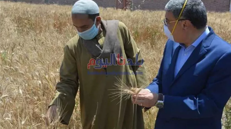 تموين القليوبية: الانتهاء من استعدادات توريد محصول القمح