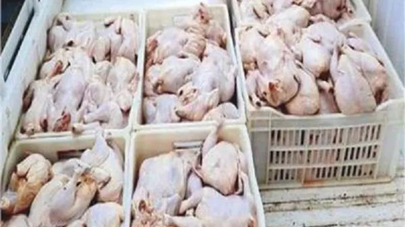 ضبط كمية من الدواجن الفاسدة قبل بيعها للمواطنين بالوادي الجديد