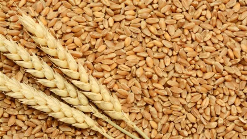 التنمية الدولية: الحبوب الأوكرانية لم تذهب مباشرة إلى البلدان الفقرة