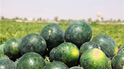 وزارة الزراعة تحسم الجدل بشأن البطيخ المسرطن