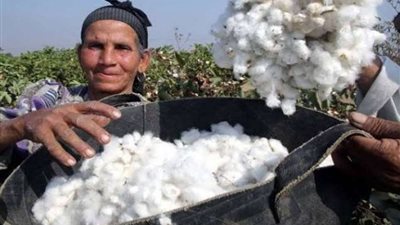 قطن المصريين في خطر.. رئيس شعبة القطن يحمل وزارة الزراعة المسئولية