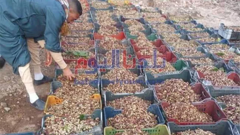فاكهة الغلابة.. «بلدنا اليوم» ترصد مراحل حصاد وبيع 