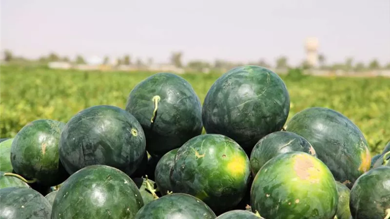وزارة الزراعة تحسم الجدل بشأن البطيخ المسرطن