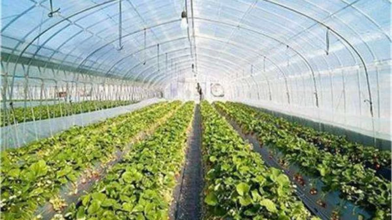 31 ألف صوبة زراعية بالدقهلية تنتج جميع أنواع الخضروات.. فيديو