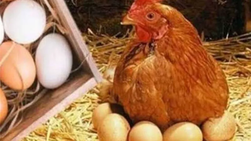 شعبة البيض: الأسعار لن تنخفض أكثر من ذلك لهذا السبب