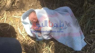 العثور على طفل حديث الولادة في قرية بالمحلة.. صور