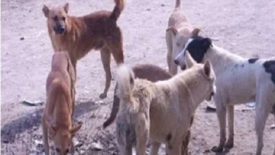 بهذه الطريقة.. كلاب تسرق أموال من عامل