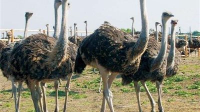 تفاصيل هامة عن الذهب الخفي