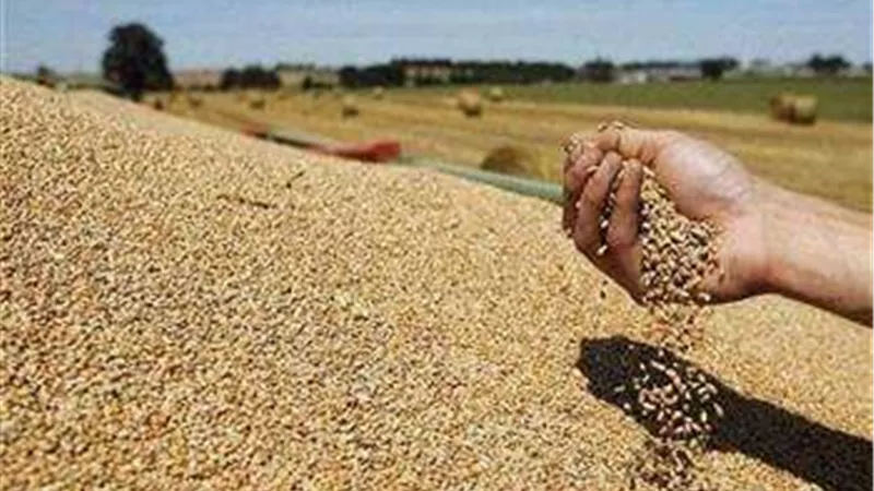 الحكومة تنفي عجز منظومة توريد القمح المحلى للموسم الحالى 2023 لتحقيق مستحقاتها