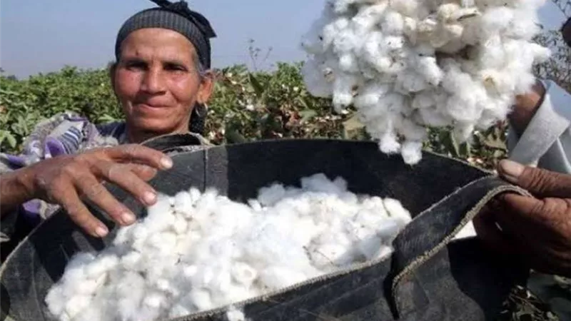 الحكومة تناقش آليات زيادة كفاءة القطن المصري