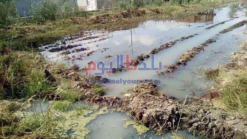 انسداد مواسير الصرف يتسبب في غرق الأراضي الزراعية بقرية طنبارة بالمحلة.. ومسؤول يرد (صور)