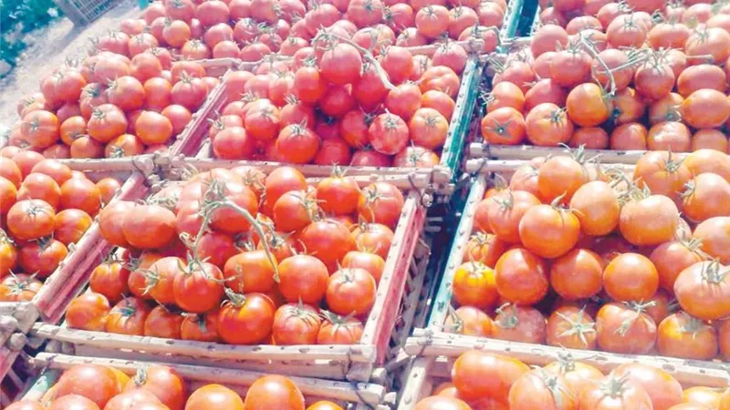 بشرى سارة من شعبة الخضروات بشأن خفض أسعار الطماطم بالأسواق