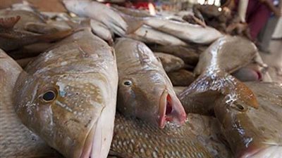 14 يونيو.. أسعار الأسماك والجمبري بالأسواق اليوم