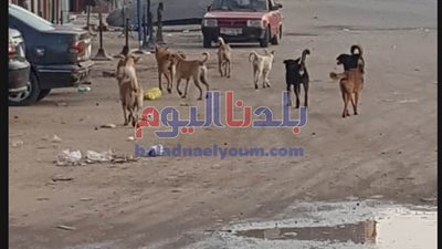 حماية الحيوان: هناك أشخاص يقتلون الكلاب بمبيدات حشرية في الشوارع