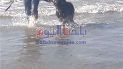 بالصور.. غضب رواد مصيف جمصة بسبب نزول كلب فى البحر