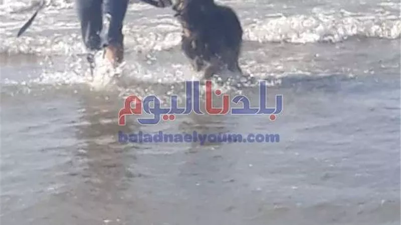 بالصور.. غضب رواد مصيف جمصة بسبب نزول كلب فى البحر