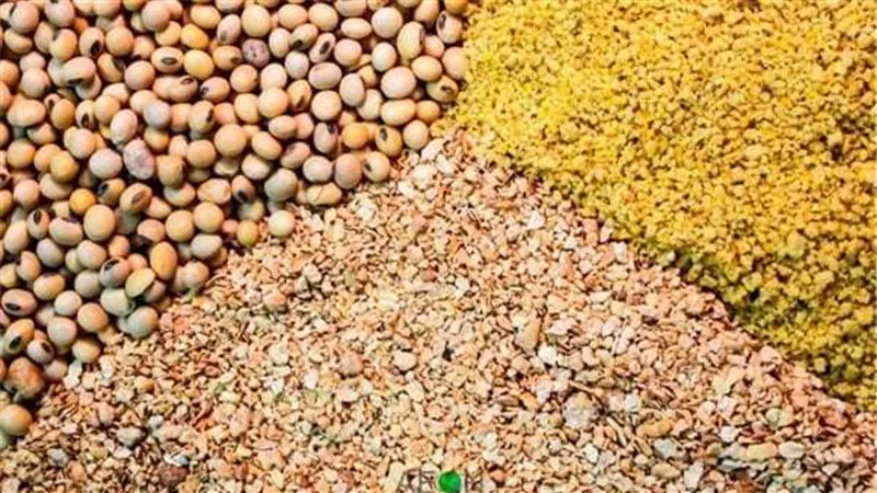استقرار أسعار الأعلاف اليوم الخميس 5 أكتوبر فى الأسواق