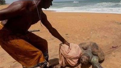 كارثة بحرية.. تفاصيل مذبحة سلاحف ودلافين بعد حادث سفينة