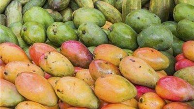 مسؤول يكشف عن تراجع محصول المانجو هذا العام