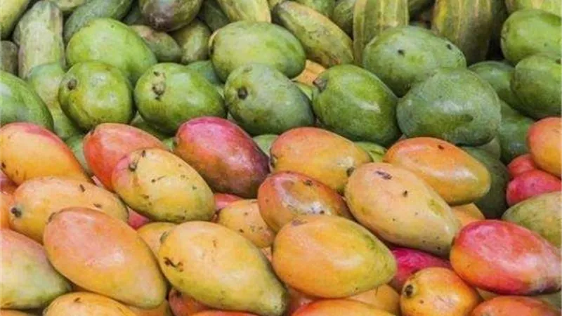 مسؤول يكشف عن تراجع محصول المانجو هذا العام