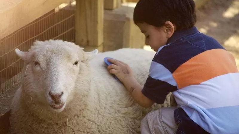 التموين تكشف أسعار لحوم عيد الأضحى.. ورقم خاص للشكاوي