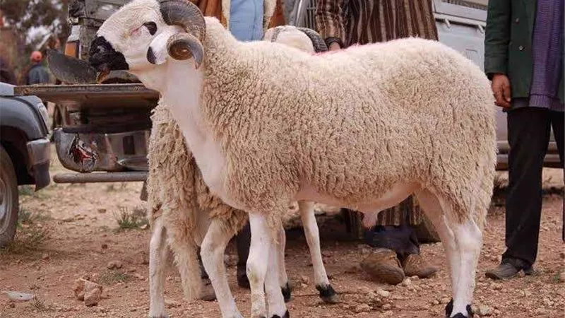 بالتقسيط.. التموين تطرح خراف حية بالمجمعات الاستهلاكية