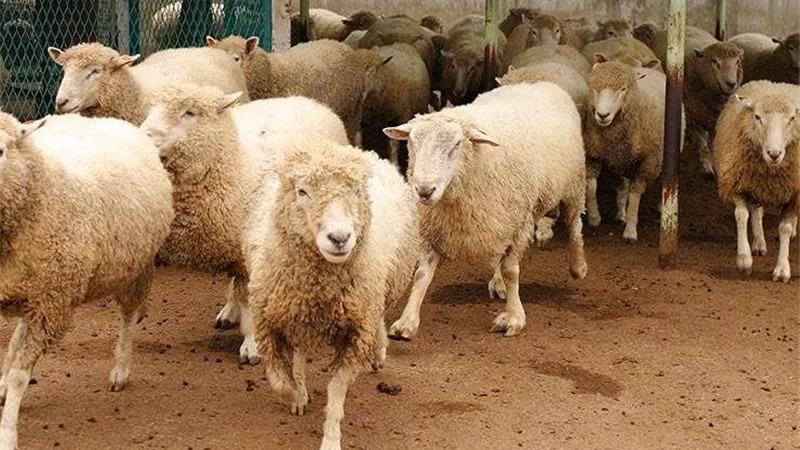 عقوبات قاسية تنتظر مقميي شوادر الأضاحي والذبح بالشارع (تفاصيل)