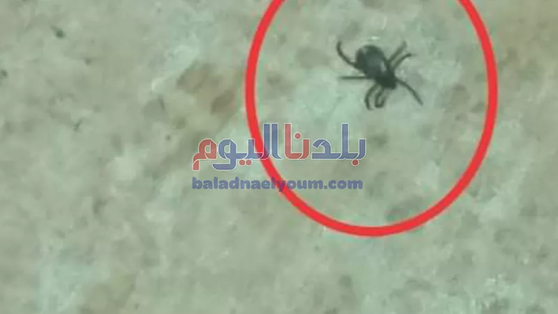 بالصور | حشرة 
