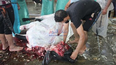 بالصور | 