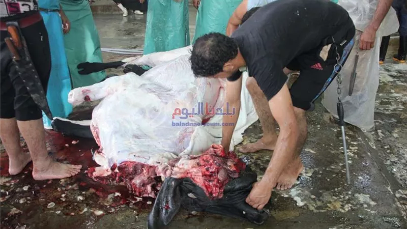 بالصور | 