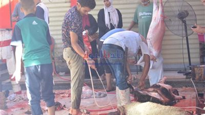 بدء ذبح الأضاحي بشوادر القاهرة .. صور