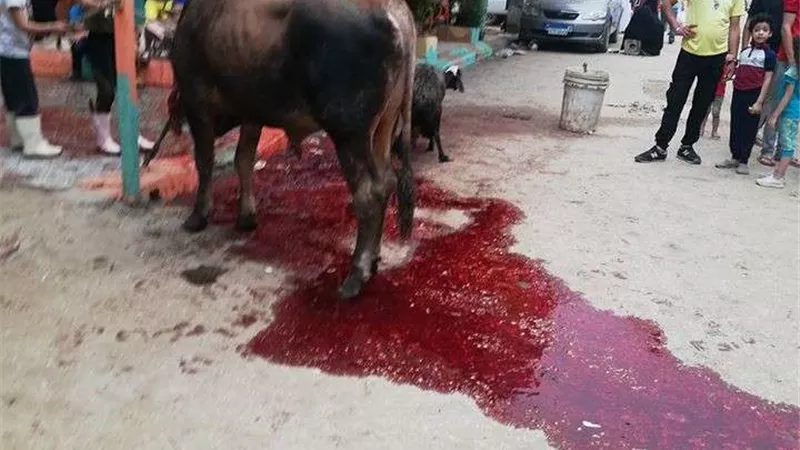 الجيزة: حظر ذبح الأضاحي في الطريق وفتح مجازر المحافظة بالمجان للمواطنين