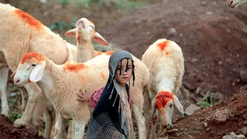 تكحيل عين الأضحية..تعرف على عادات  الاحتفال بعيد الاضحى