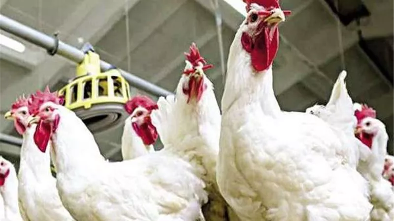 أسعار الدواجن في الأسواق اليوم الثلاثاء
