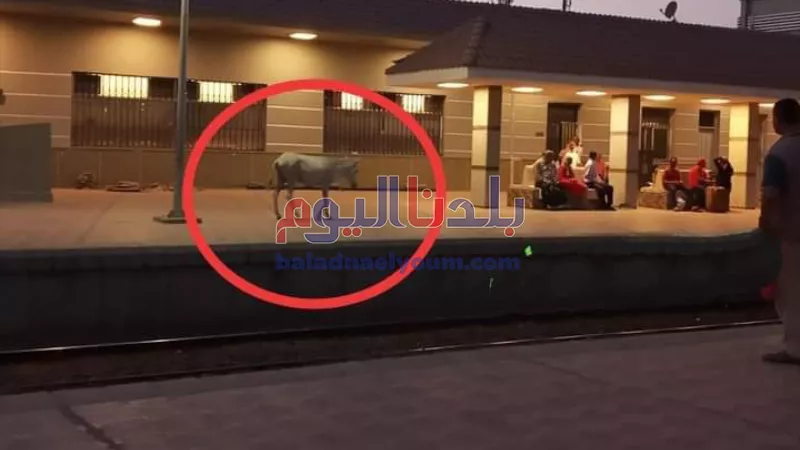حمار يتجول داخل محطة قطار المحلة .. شاهد