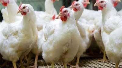 اعزمي حبايبك.. انخفاض أسعار الفراخ اليوم الخميس