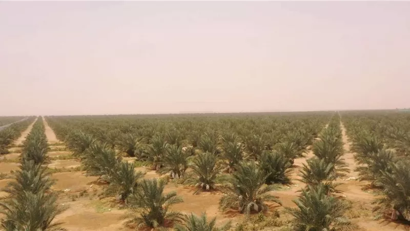 المهندسة رانيا فايز: دخول 180 ألف فدان بتوشكى الخدمة خلال أيام