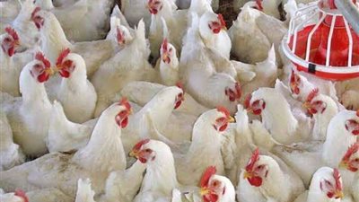 استقرار أسعار الدواجن والكتاكيت.. كرتونة البيض بـ 125 جنيهًا