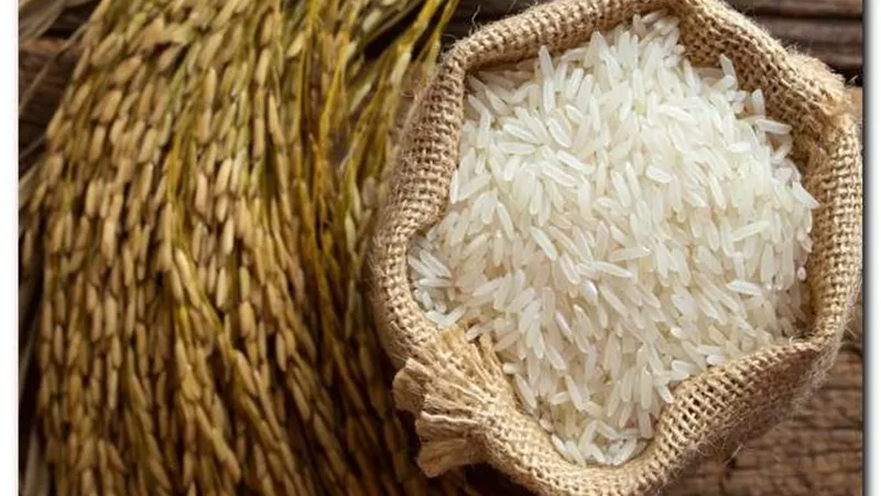 خاص| بعد تحقيق الاكتفاء الذاتي.. الحكومة تحظر زراعة الأرز في محافظات بداية الترع