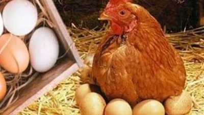 استقرار أسعار الدواجن اليوم الأحد في ظل ارتفاع الأعلاف والكتاكيت