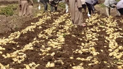 الزراعة: لا يوجد عجز في تقاوي البطاطس والكميات المتاحة تكفي العروة الصيفية