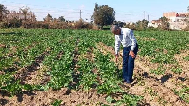 وكيل زراعة أسيوط يشرف على برامج التوعيه بالأصناف الجديدة من البذور والتقاوي عالية الإنتاجية