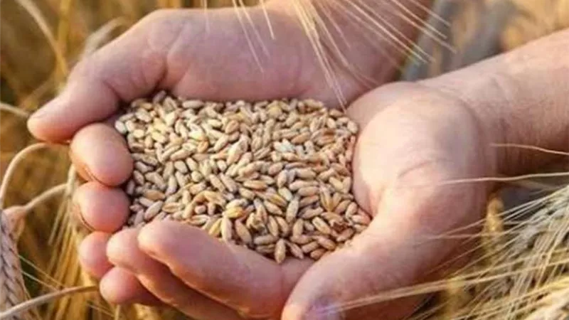 هل تنجح الدولة في زيادة إنتاج تقاوي القمح.. خبراء يوضحون