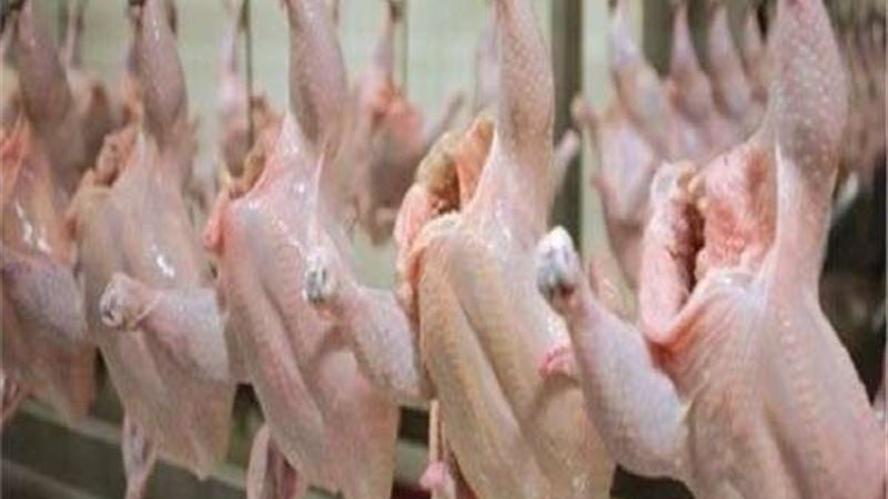 اسعار الفراخ